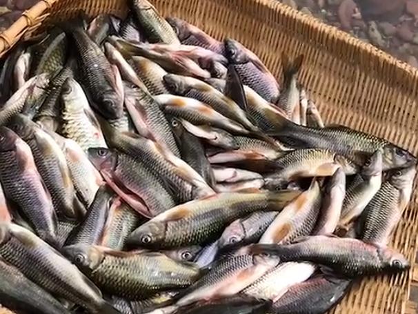 海鱼|这4种海鱼,至今只有野生捕捞,内行人遇到后直接买,鲜嫩又爽滑