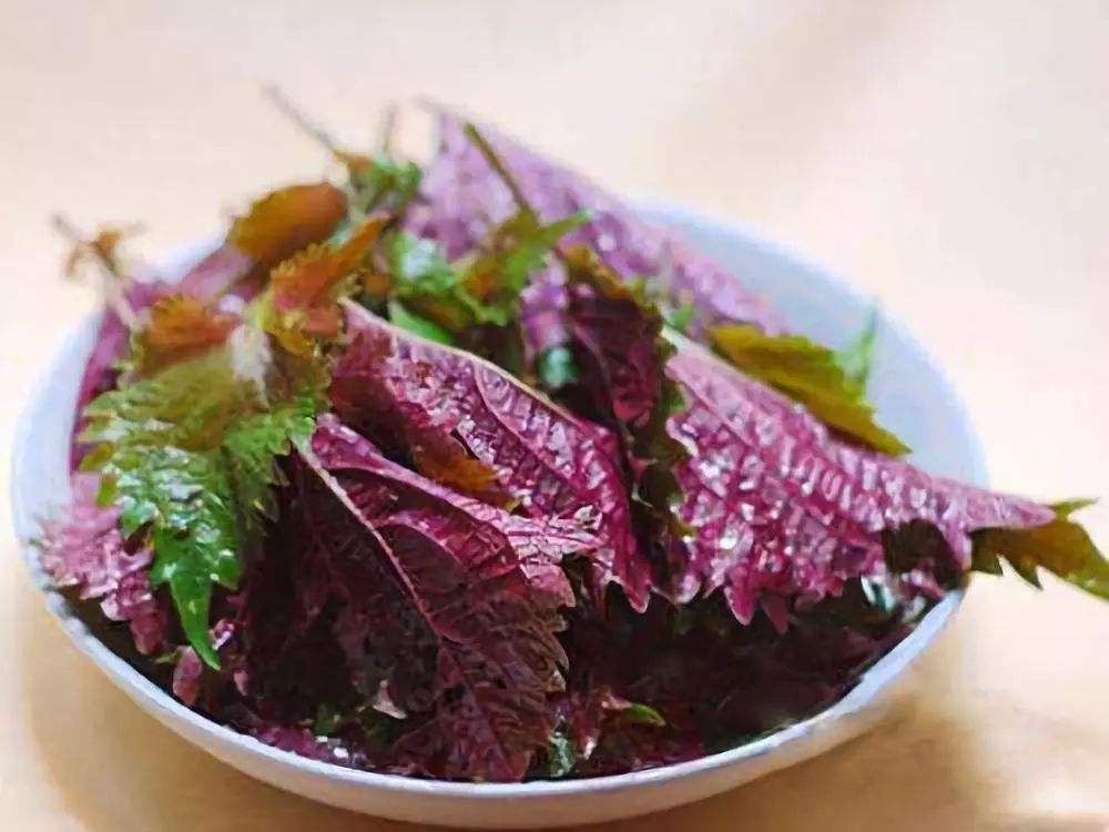 「红薯」它在农村随处可见,不仅是风寒灵药、开郁良品,还有安胎的妙用