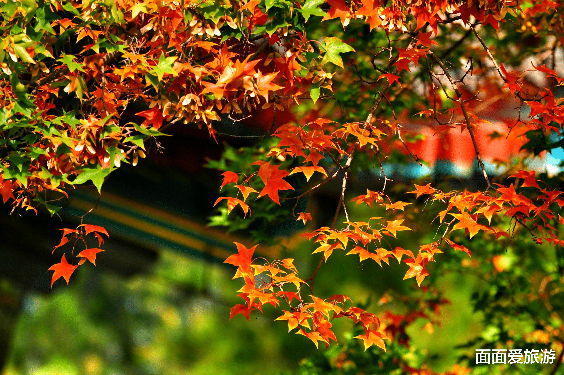 丹霞地貌|北京又一景区走红，成为秋季一日游最佳地，漫山红叶门票仅10元