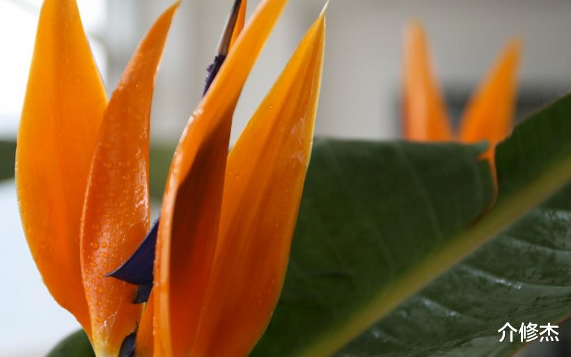 『生肖』六月下旬。聪明幽默,桃花运异性缘极好,缘分即将来临的四大生肖