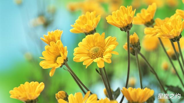 双鱼座：在6月份，付出真心，桃花不散，收获美好的三大星座