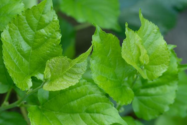 糖尿病@22岁女学生，查出糖尿病，医生提醒：一杯顶五罐可乐，不能天天喝