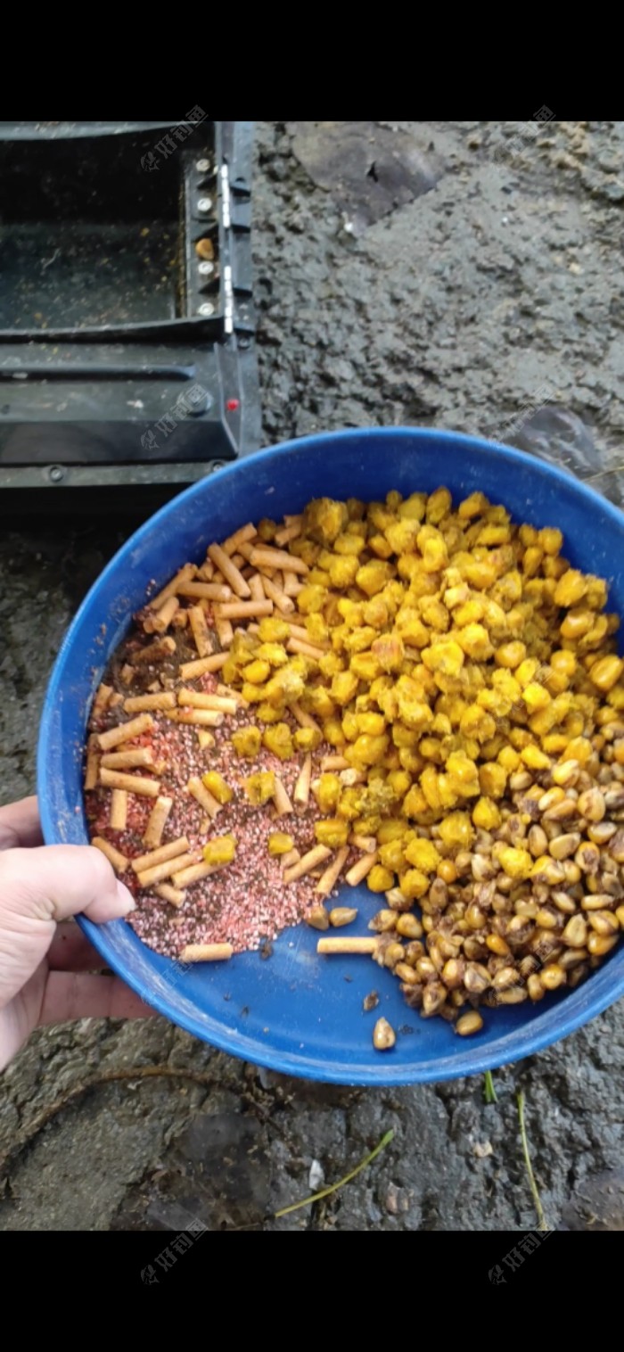 玉米|「垂钓纪实」 爆杆报仇之跑鱼连连……