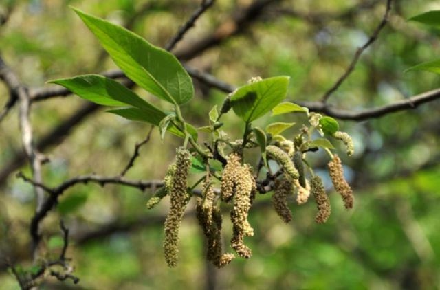 野菜|7月要吃“这野味”，肉嫩有嚼头，采摘期仅15天，现在吃正合适