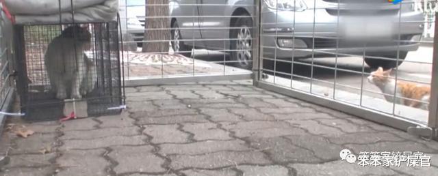 狸花猫给残疾橘猫当守护神，2只相依为命的猫，终于遇到了好心人