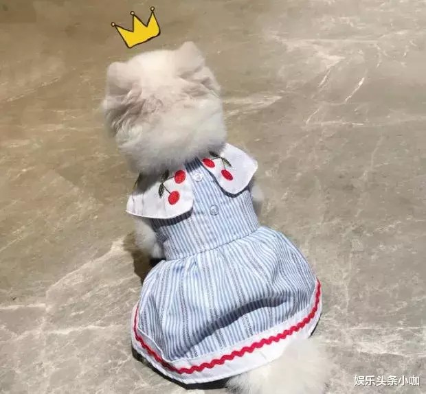 鹿晗|这对不结婚,真的很难收场…