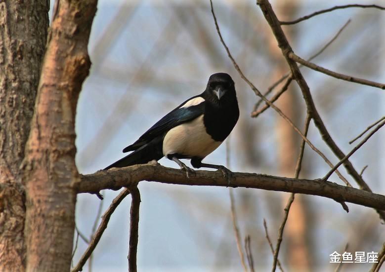 【生肖】此3大生肖，家中有一位，是顶梁柱，一生福运旺旺，带领全家致富