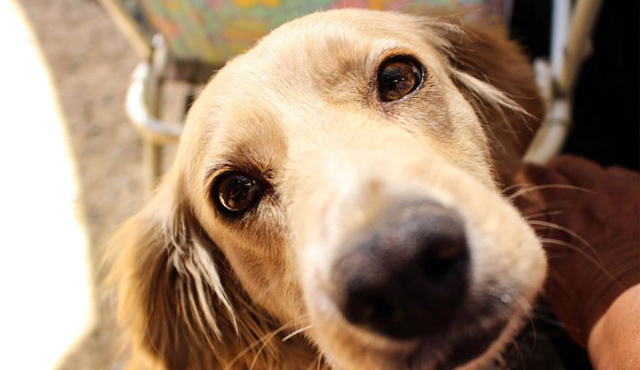 「生肖」鼠年贵人帮扶，福禄双全的4个生肖，日子越过越顺心