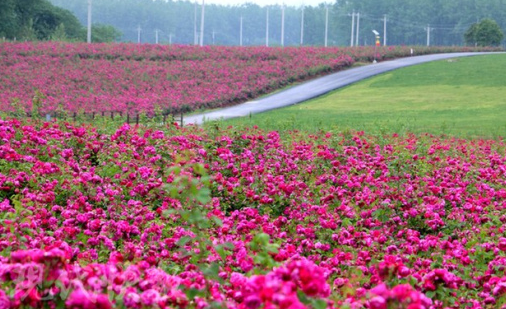 吉星|8月下旬开始，财源滚滚，工作得心应手，4属相吉星入命，功成名就