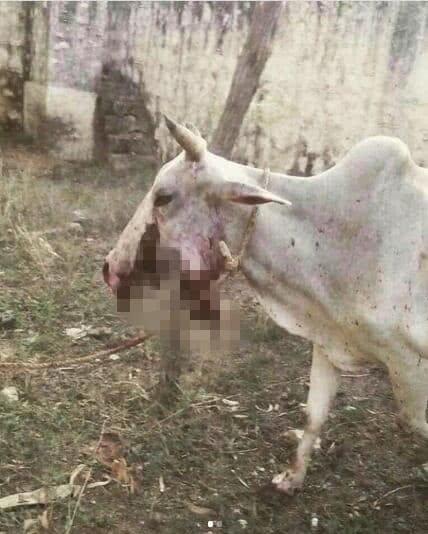 『朴振英』炸上瘾了？母象母牛被炸死后，印度团伙肉掺炸药，炸烂豺狼下巴