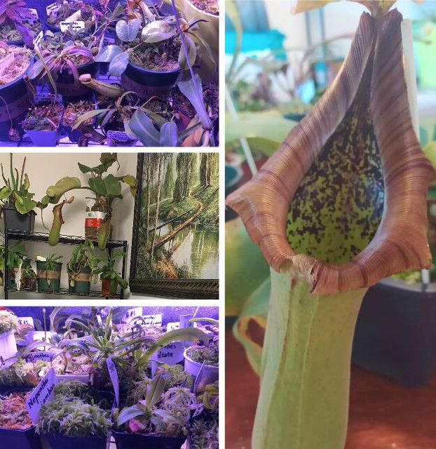 民警|男子微信上悄无声息少了9万块，家里却多了100颗草！