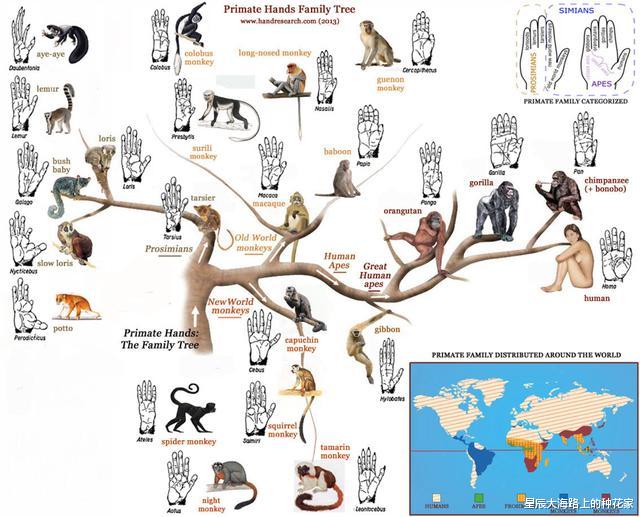 『智人』数十万年前,地球上至少有十几种人类,为什么最终只剩下了智人?