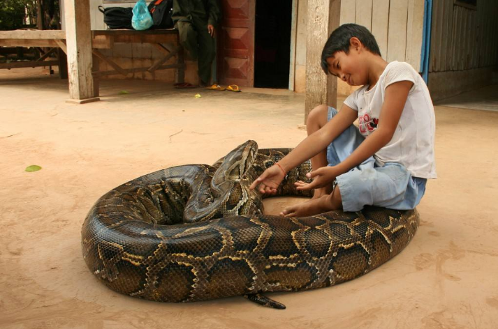 [蟒蛇]被蟒蛇活吞后，能用利刃划破蛇肚皮逃走吗？科学家揭秘真相！