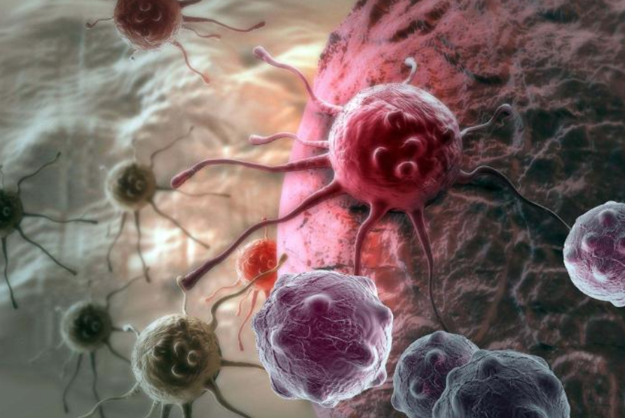 科学家|癌症有救了？科学家发现一种植物，能在一天之内杀死癌细胞
