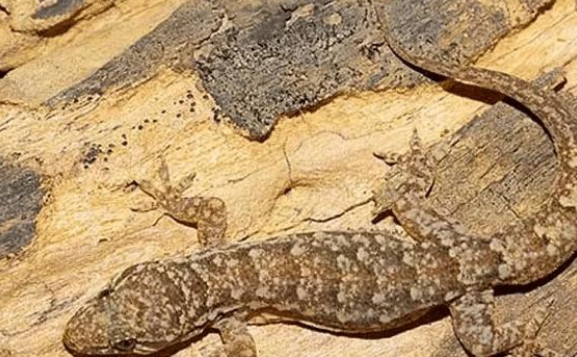 『』为什么老人常说壁虎咬了无药可治呢,难道壁虎真的有毒吗?