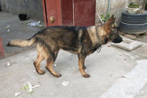 德牧想要“潜逃”，它把狗链子都弄断了，出门时……