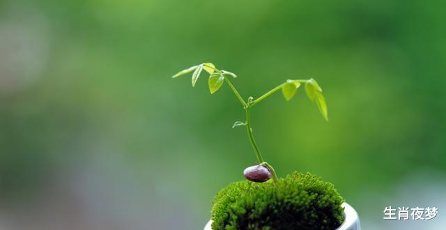 生肖|8月，努力有回报，事业顺风顺水，4生肖枯木新芽，生活言笑晏晏