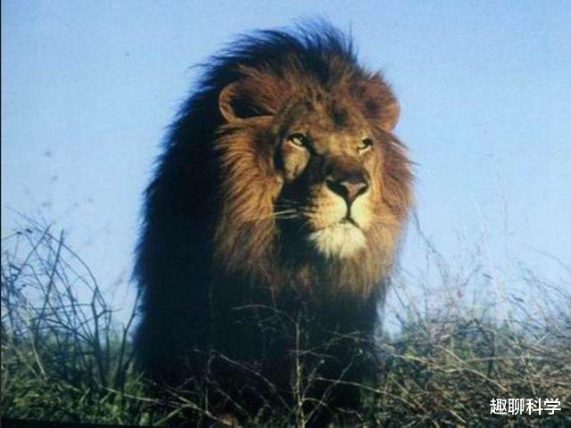 狮子|世界上现存体型最大的狮子,早已野外灭绝,珍贵程度堪比大熊猫