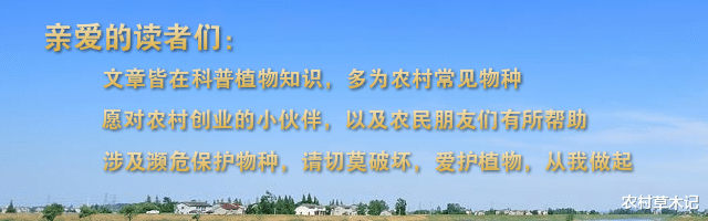 「肝脏」若采挖此物，请适可而止，别过度，野生120元一斤