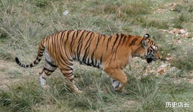 莽山▲5种中国独有的动物, 第4种多年未找到踪迹, 有可能已灭绝!