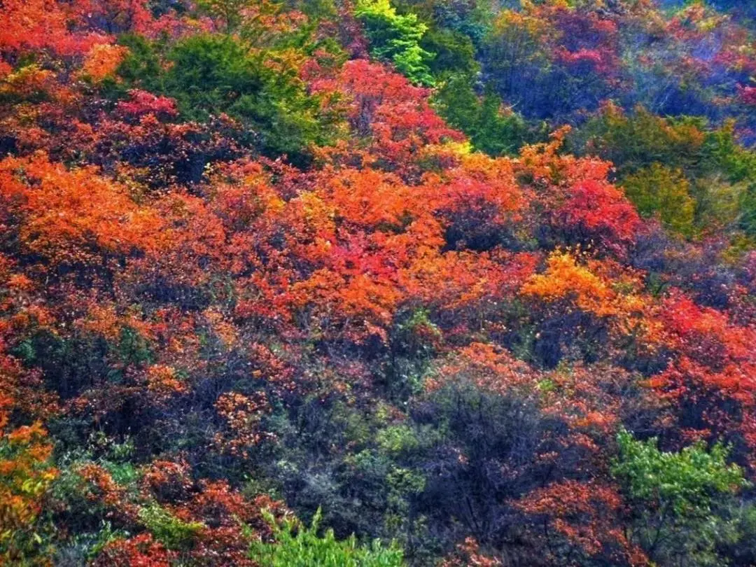 |醉赏南太行秋沟红韵，尽享童话般的世界