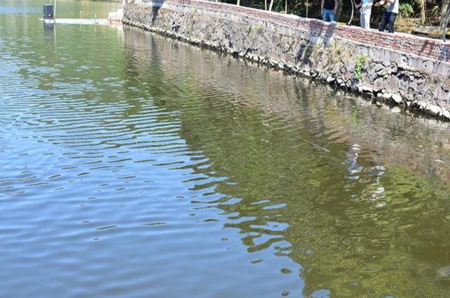 鲫鱼|秋末要想钓好鲫鱼,建议你看看这篇文章,助提升渔获,皇禾渔具