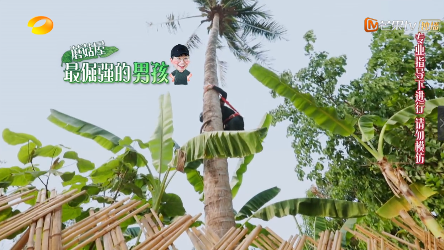 向往的生活▲《向往的生活》：距离摘下椰子仅剩几步之遥，为何最后还是放弃了