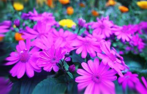 「狮子座」7月开始,鸿运抬头,财源大发的三个星座