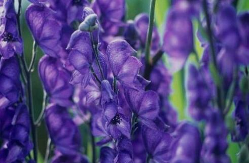 |盘点世界十大剧毒植物排行榜