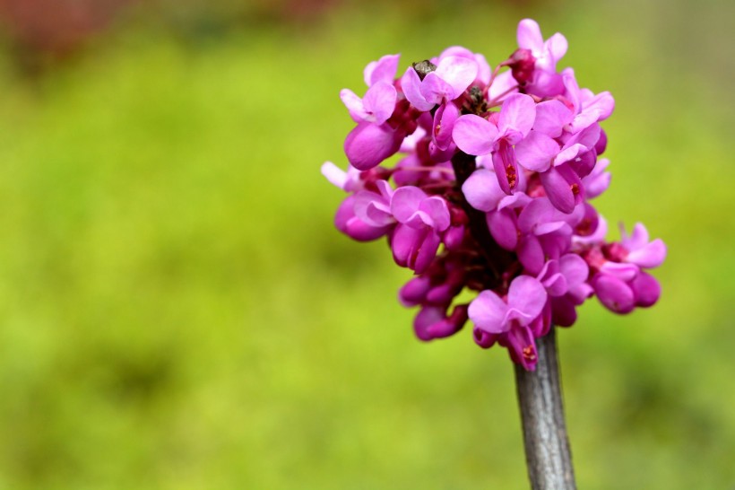 【】6月下旬，姻缘天成，红娘牵线，两情相悦缘定三生的四大生肖