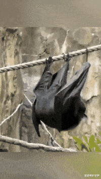 动物冷知识|20个不可思议的动物冷知识，看完姿势大涨！