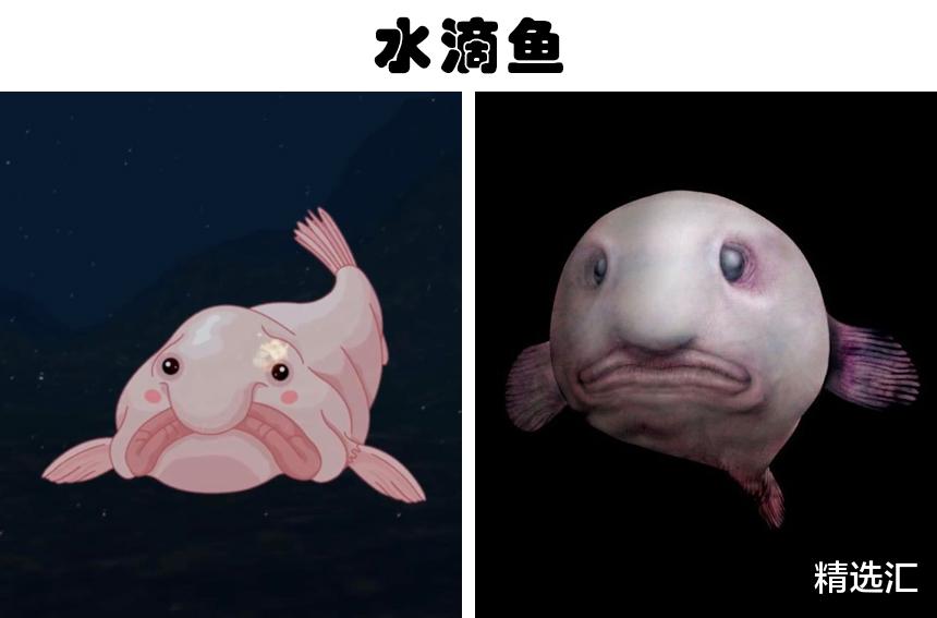 狮子鱼|在世界各地的水域中，被发现的9种非常独特的鱼