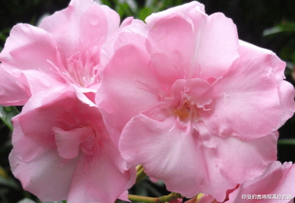 运势|9月中旬，好运降临，4属相喜事多多，满堂吉庆富贵，日子红火