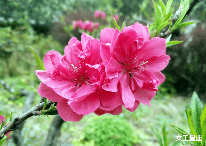 『生肖』6月22号，财运转好的3生肖，大吉大利，未来前景无限好