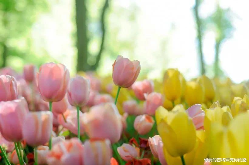 属蛇@6月偏财运旺，心情大好，多财多福多吉祥的四属相