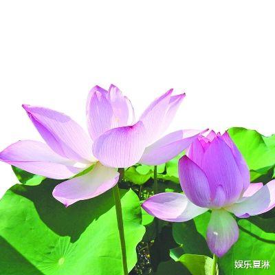 『狮子座』最不容易变老的三大生肖女，天生丽质，注定富贵一生！