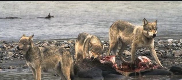 骆驼@从来没有听说有猎食动物捕杀骆驼，难道骆驼真的没有天敌？