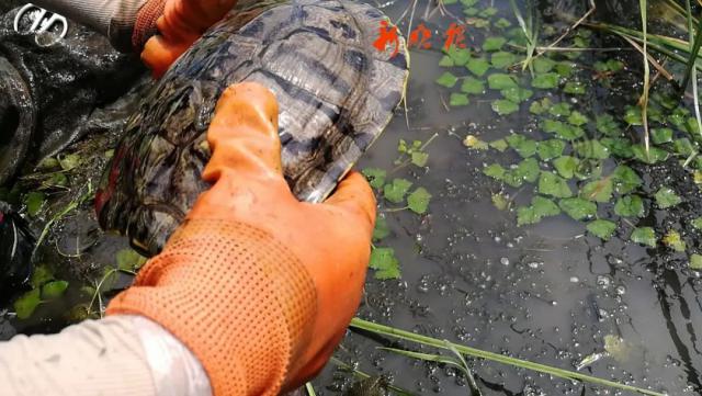 半岛晨报|河里捞出一“外来入侵物种”，20cm长！专家：极其凶狠