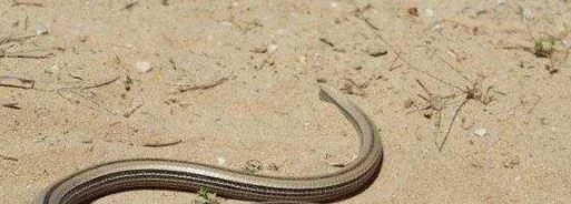 []世界上唯一和蛇长的一模一样, 可却不是蛇的动物现已濒临灭绝