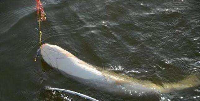 []钓青鱼时，老钓友唯独重视这3个细节，新手却常忽视！