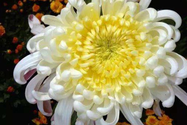 吉星|11月开始，吉星降临，收入翻番涨，财富连连的生肖