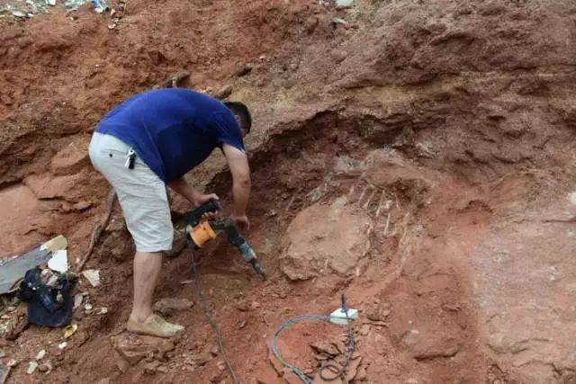 恐龙蛋化石|广东再一次震动世界？河源发现一万七千多枚恐龙蛋化石，举世瞩目