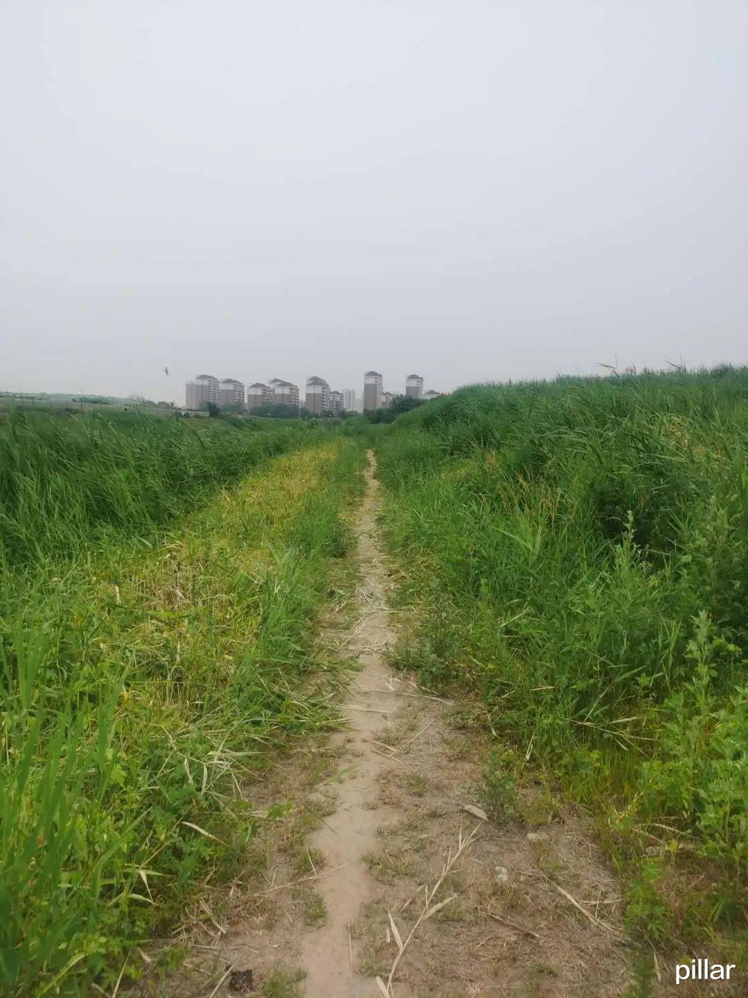 「海河」【柱子七彩早餐】端午节，从南运河跑到海河