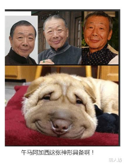 撞脸■撞脸明星的动物们，严肃点，不许笑！哈哈哈实在忍不住啊！！