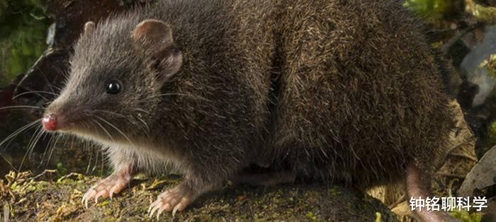 『睾酮素』交配时间最长的动物是什么？它可以不眠不休连续交配14个小时