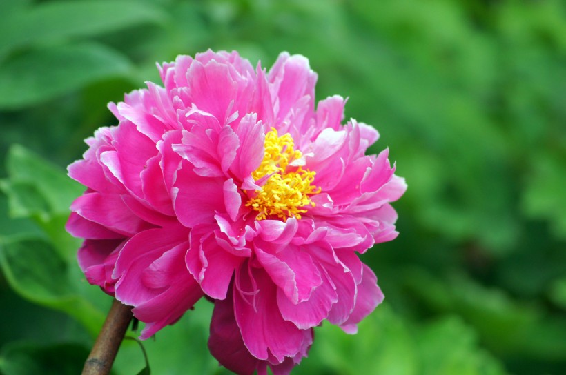 [生肖]7月份期间，姻缘找上门，与真爱不期而遇，甜蜜脱单的四大生肖