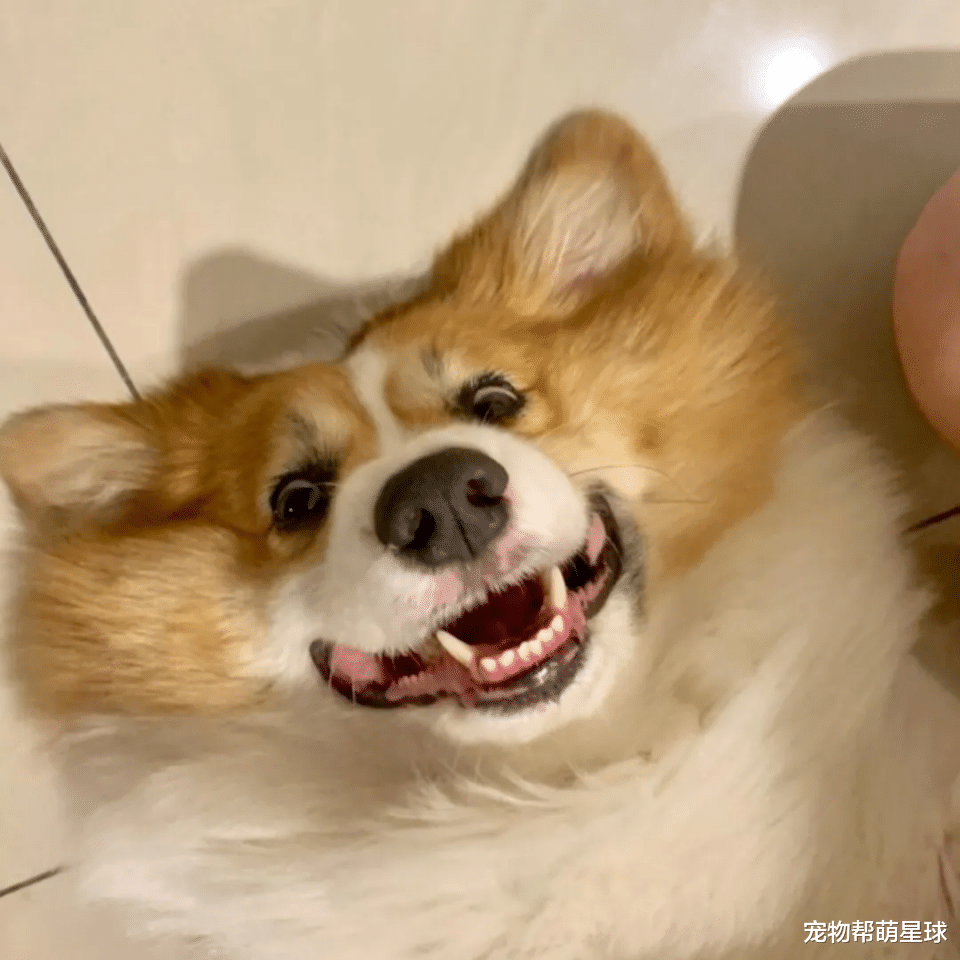 柯基犬|48斤柯基为拒绝游泳减肥,秒做翻滚动作让网友笑喷!