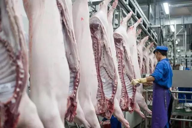 生猪价格：猪市里“杀机四伏”，二师兄能否“破局”呢？看完心里有数了！