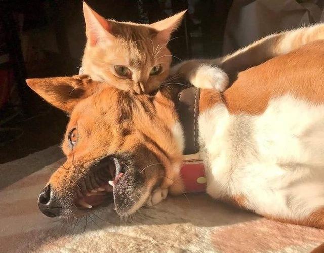 21张搞笑图片告诉你，什么叫做被猫咪支配的恐惧。狗子：我太难了