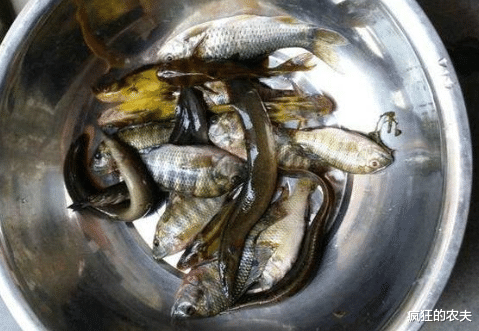 泥鳅|常被误认成泥鳅，背上有“暗器”，曾被钓鱼人嫌弃，现在百元1斤